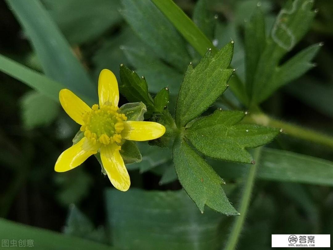 为什么猫爪草那么贵？