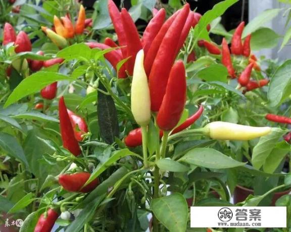 400克辣椒4.25元一斤是多少钱? 400克辣椒4.25元一斤是多少钱?