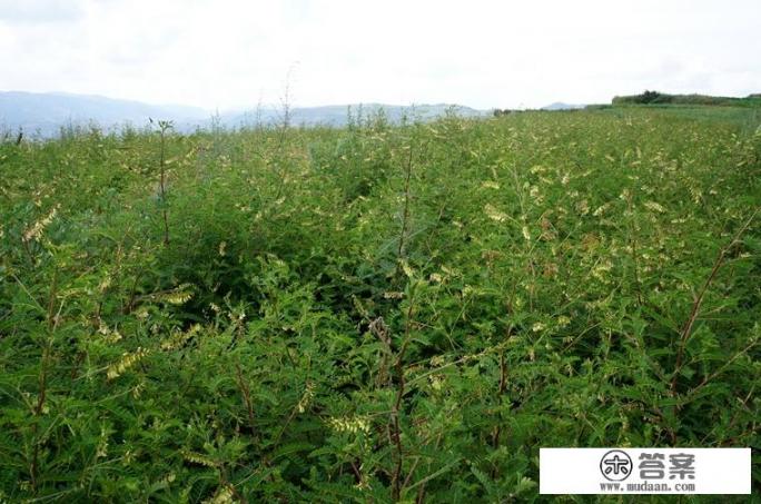 我家是千年药材之乡，当归，党参，黄芪等中药材好多，如何寻找客户？