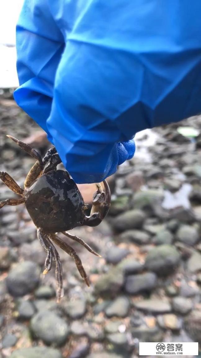 吃螃蟹技巧视频螃蟹怎么吃？