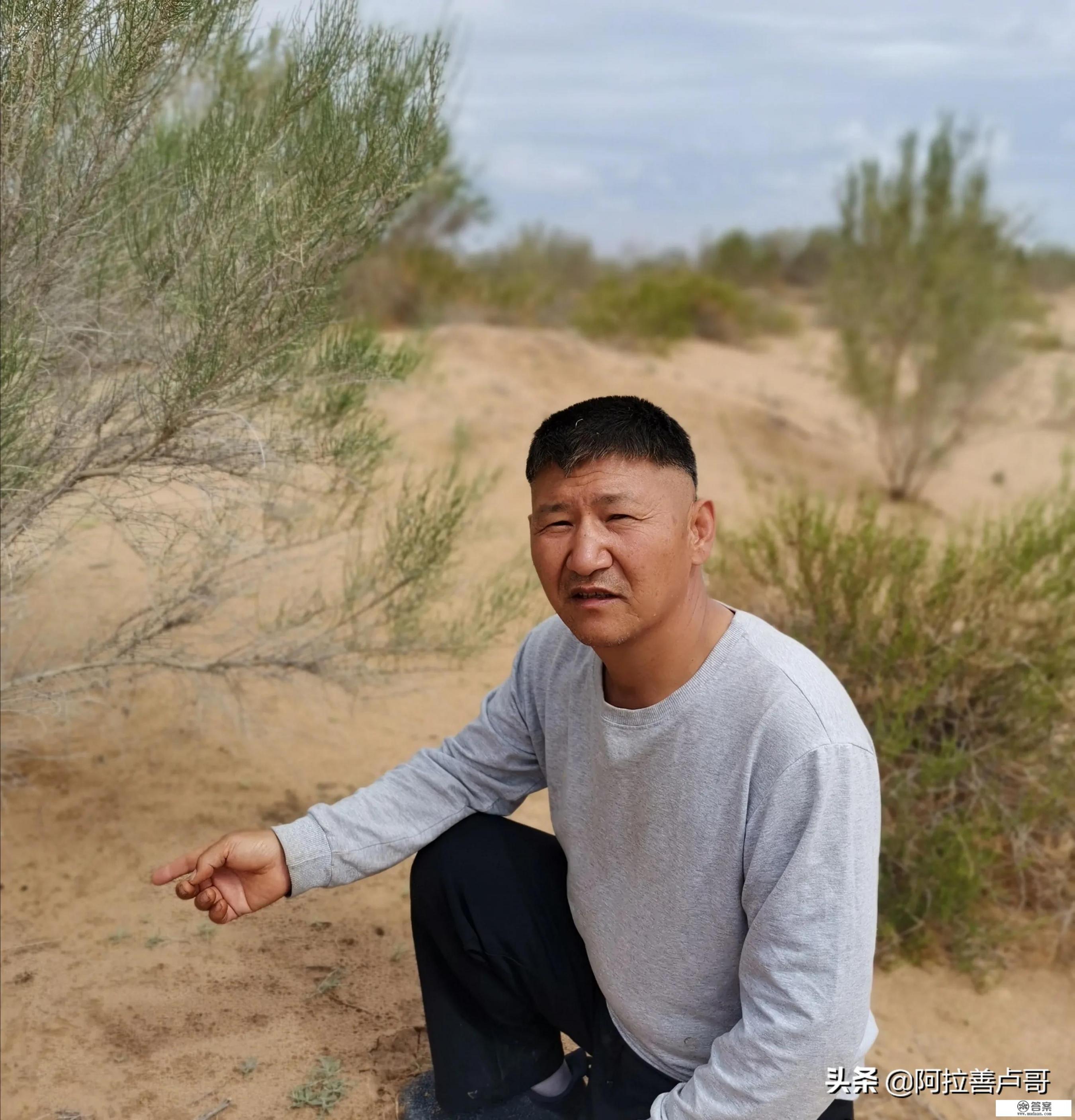 肉苁蓉怎么泡酒最好？