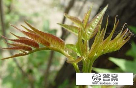 香椿种植技术全过程？