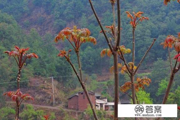 香椿种植技术全过程？