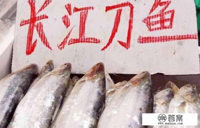 有人说野生长江刀鱼珍贵稀有且价格昂贵，但养殖的人却很少，对此你怎么看？为什么呢？