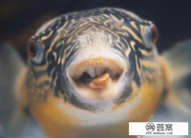 河豚为什么一直在缸底？