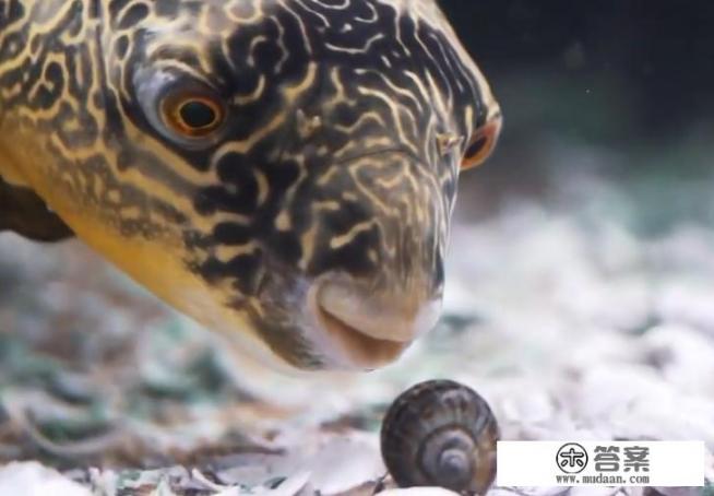 河豚为什么一直在缸底? 河豚为什么一直在缸底?
