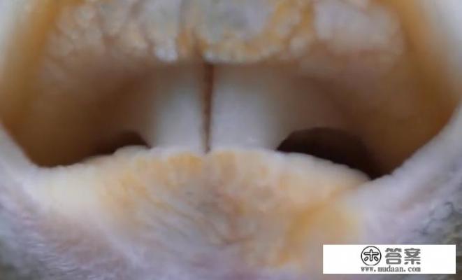 河豚为什么一直在缸底? 河豚为什么一直在缸底?