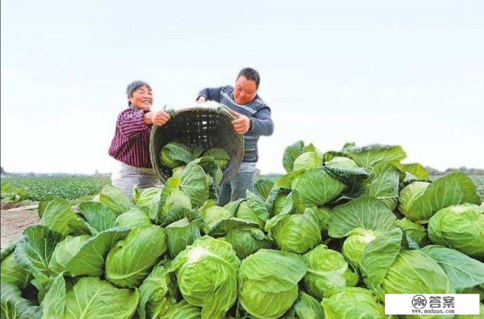 三农领域垂直视频包括哪些？如何创作优质三农视频？