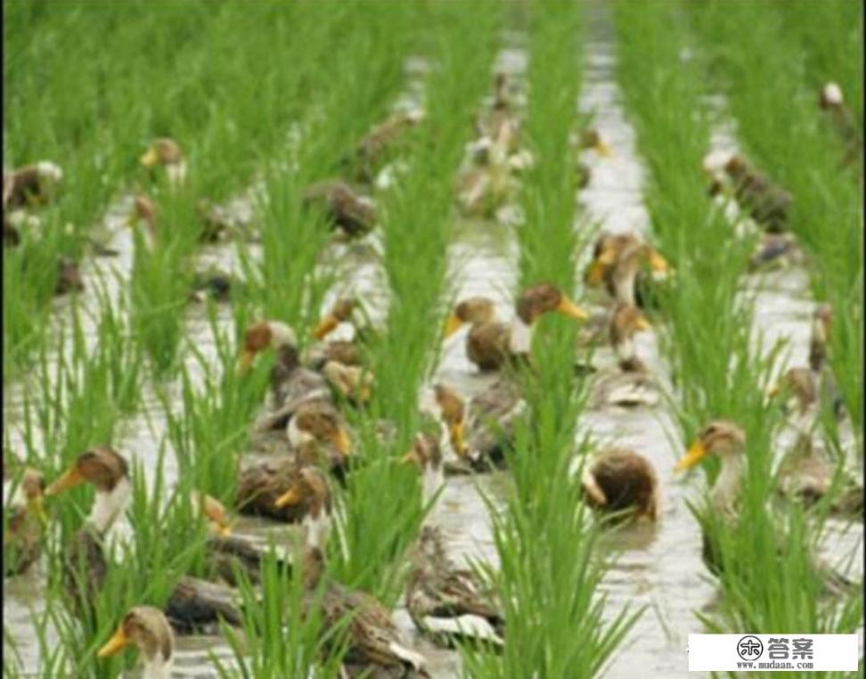 三农领域垂直视频包括哪些？如何创作优质三农视频？