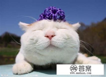 被猫抓伤会得狂犬病吗？