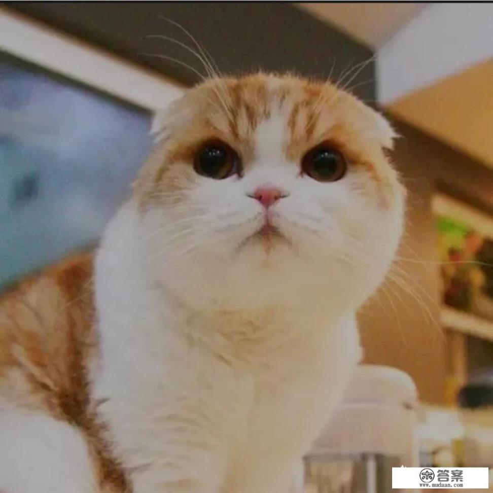 被猫抓伤会得狂犬病吗？