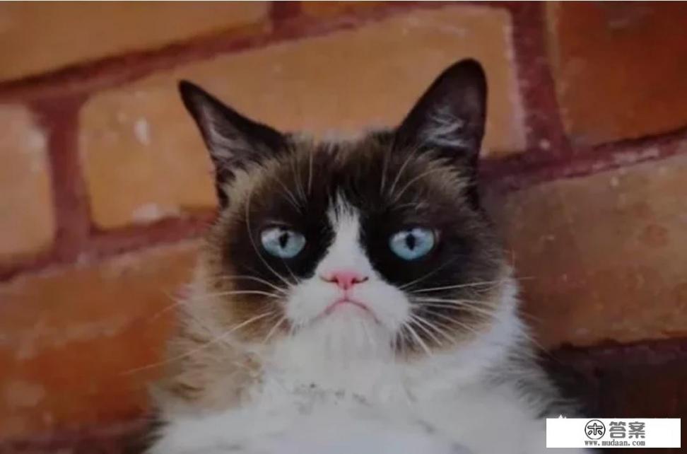 被猫抓伤会得狂犬病吗？