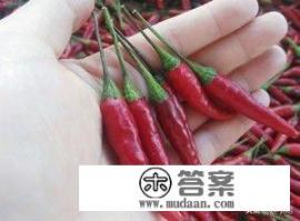 晒干辣椒的做法有哪些? 晒干辣椒的做法有哪些?