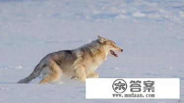 中意你小说完结了吗？