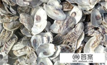 牡蛎有哪些副作用与禁忌？