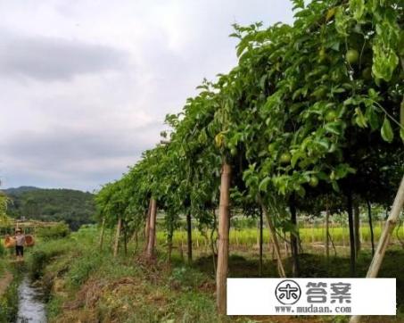 怎么种植百香果？