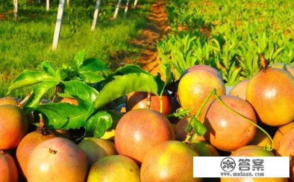 怎么种植百香果?