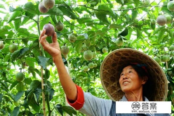 怎么种植百香果？