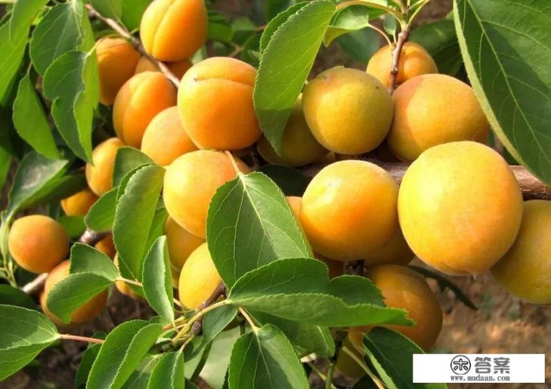 水果可以替代蔬菜吗? 水果可以替代蔬菜吗?