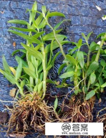 2022铁皮石斛多少一斤?