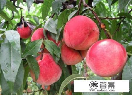 蒙阴的意思是什么？