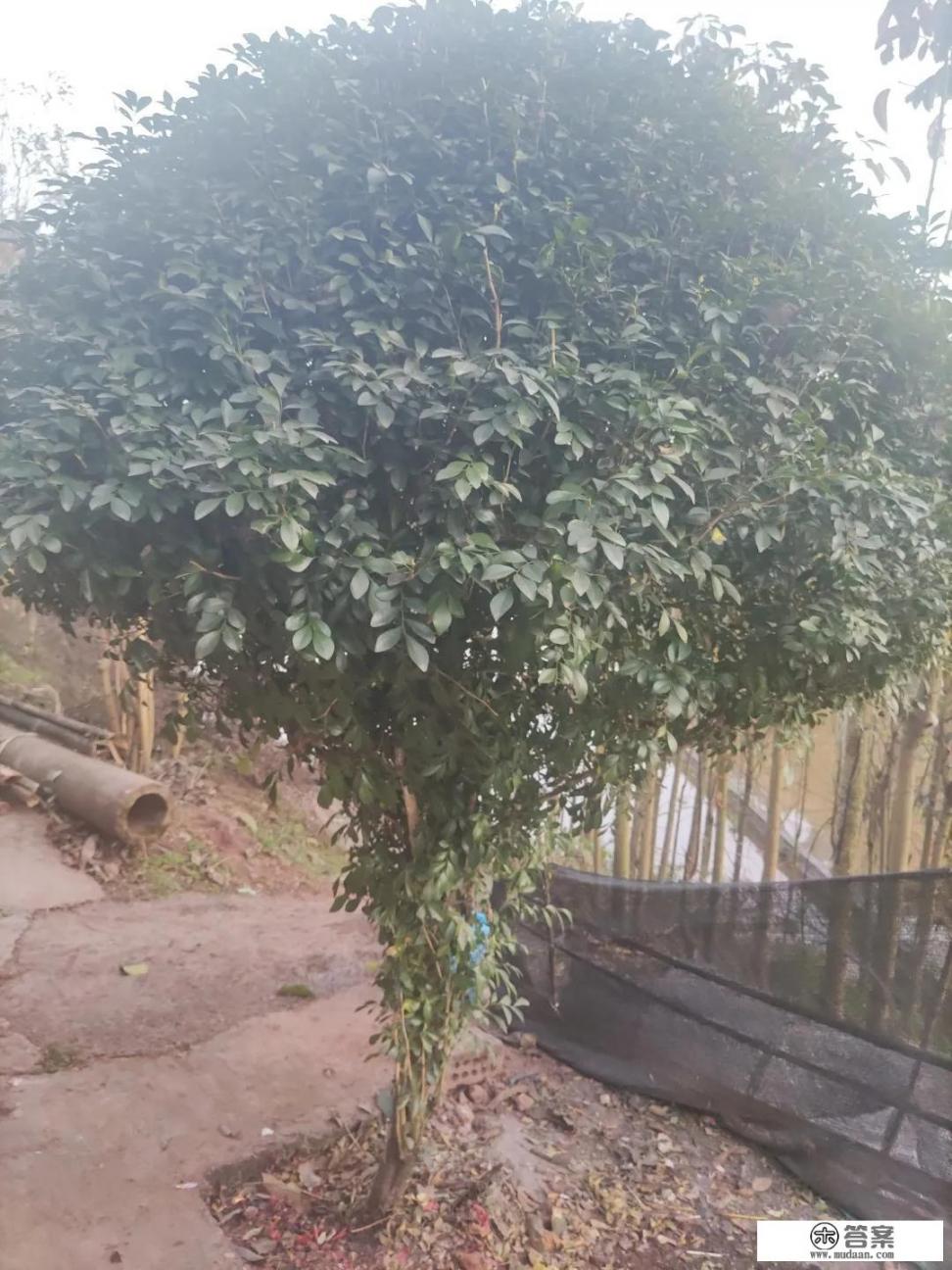 不打疫苗确诊新冠是免费还是自费治疗？