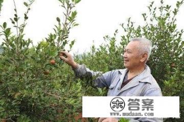 我想种植油茶树，前景如何？