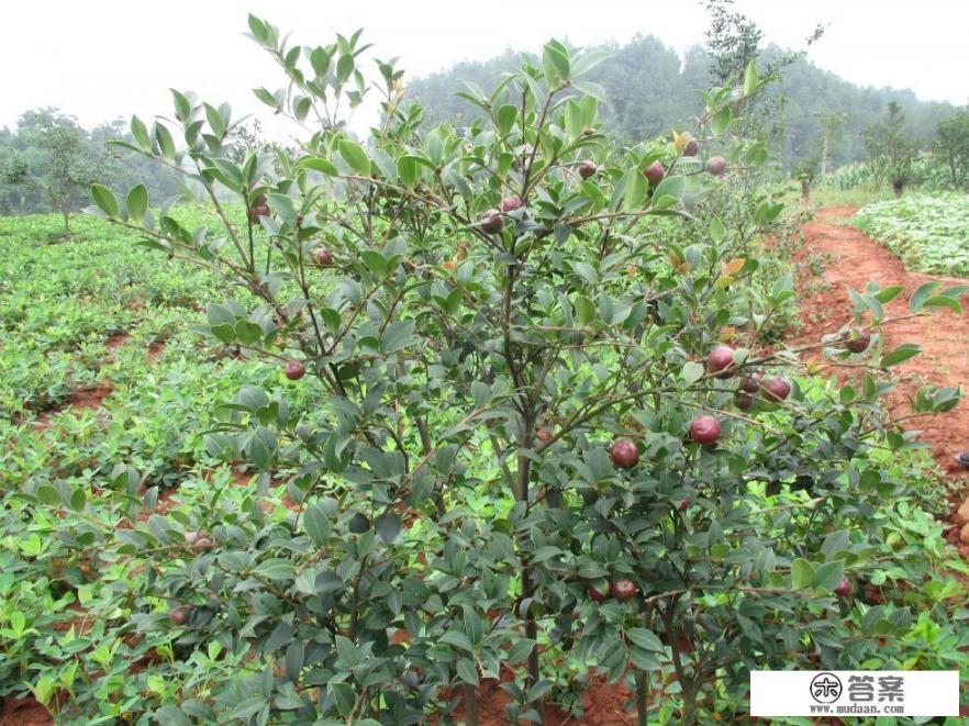 我想种植油茶树，前景如何？