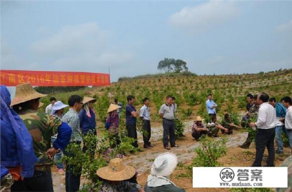 我想种植油茶树，前景如何？