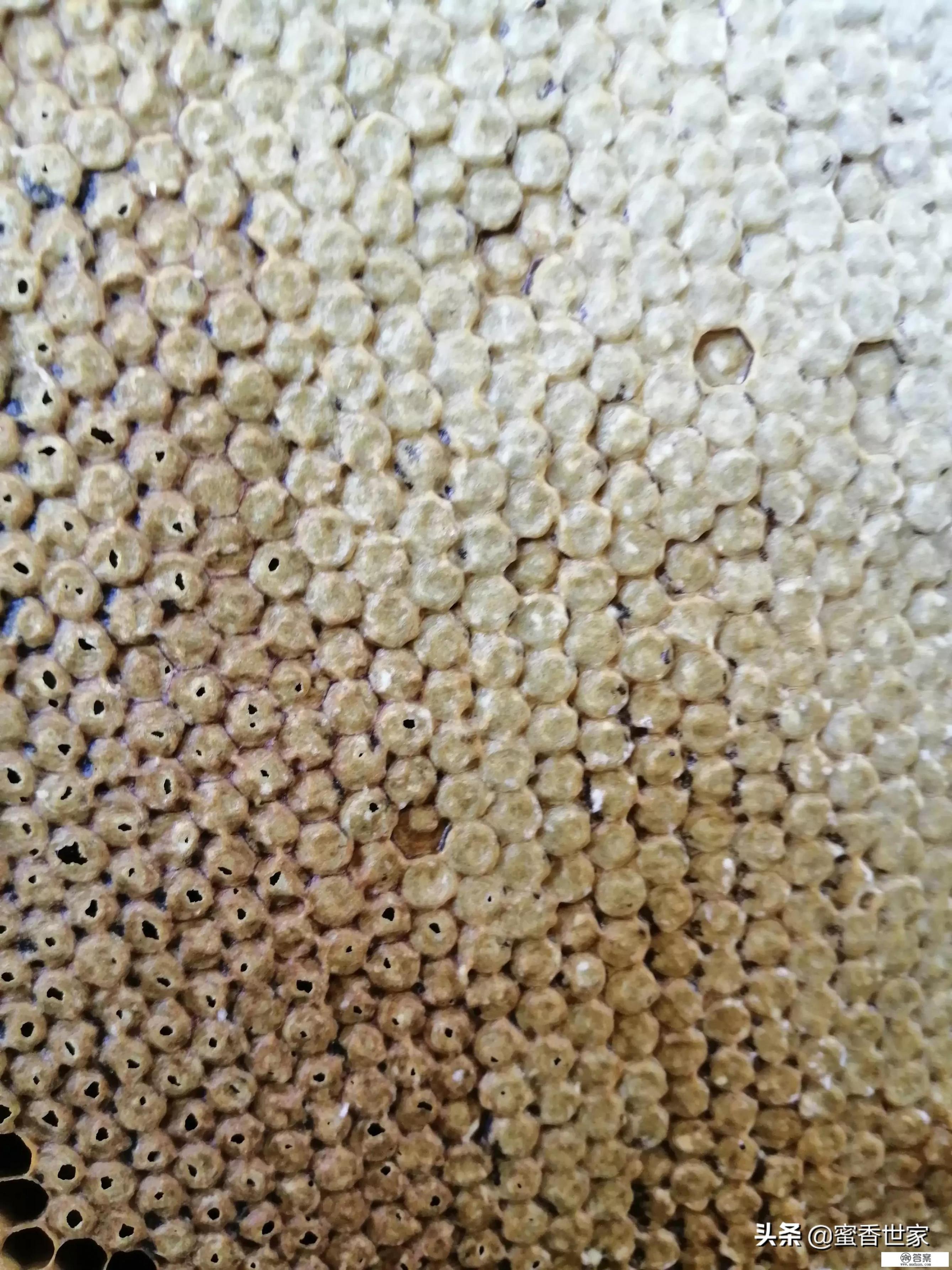 蜂巢蜜与蜂蜜有什么不同？