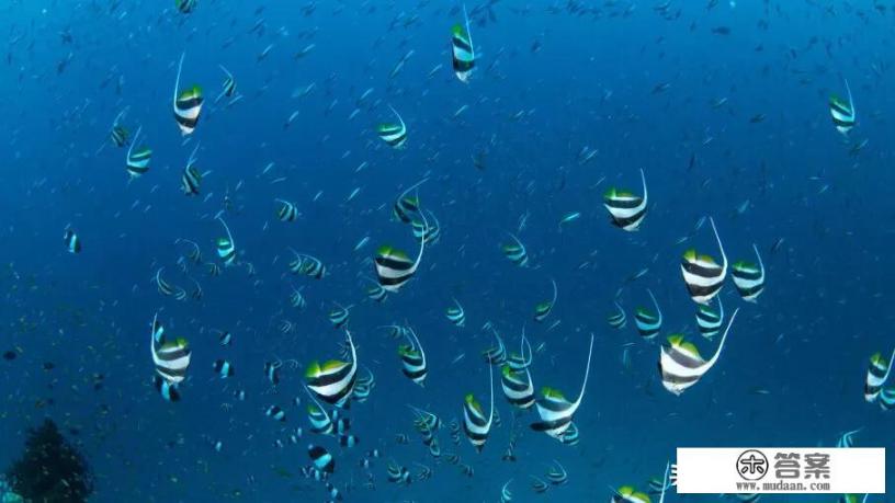 生活在水中的鱼会口渴嘛？