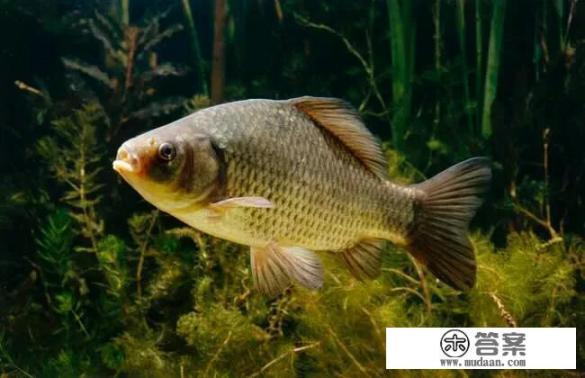 生活在水中的鱼会口渴嘛？