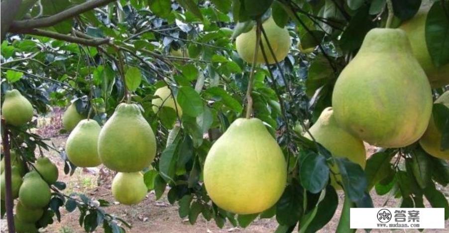 柚子施什么肥最甜？