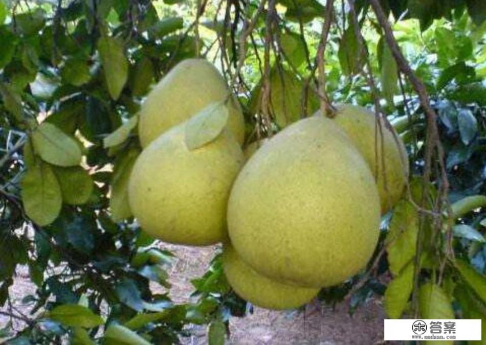 柚子施什么肥最甜？