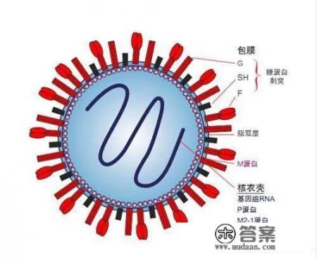 只有发热症状，不咳嗽无鼻塞，喉咙也不干痒，是不是新型肺炎感染。两天前有淋过一会雨？