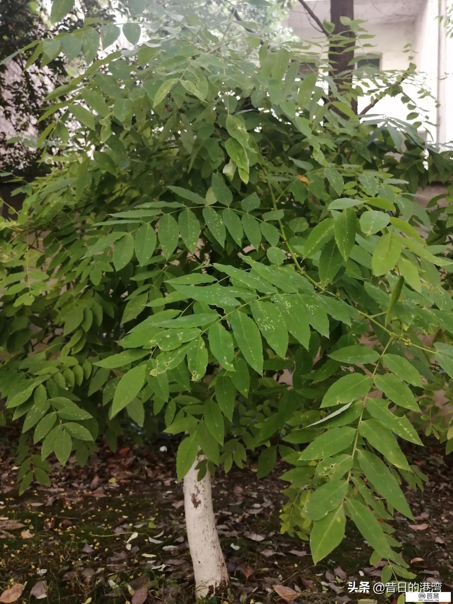 给老板工作,只能无条件服从老板各种要求,不能有任何拒绝是正常的吗?