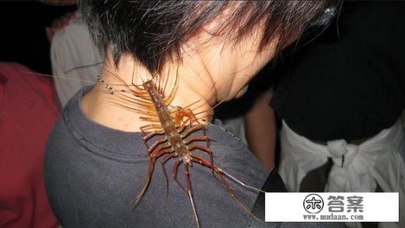 农村常见的钱串子有毒吗？有什么用？