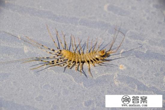 农村常见的钱串子有毒吗？有什么用？