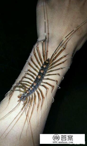 农村常见的钱串子有毒吗？有什么用？