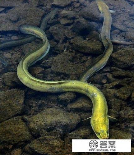 海洋鱼类图片及名称？