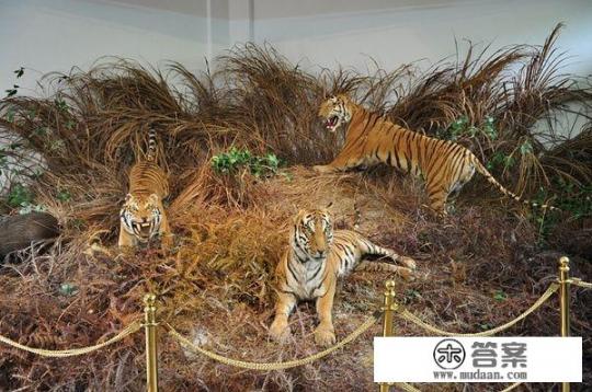 现在野外很少看到华南虎了，能不能用东北虎和华南虎杂交然后放归自然来达到繁衍华南虎的目的？