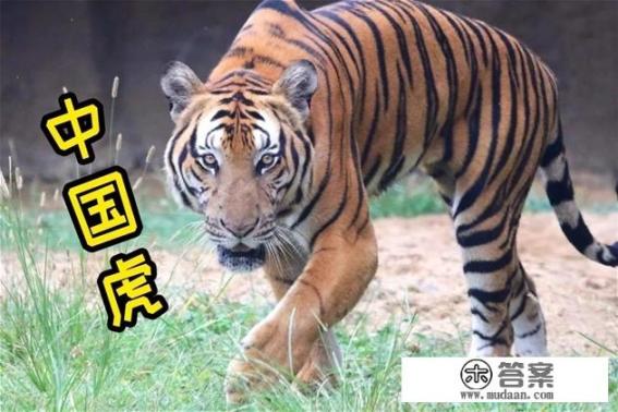 现在野外很少看到华南虎了，能不能用东北虎和华南虎杂交然后放归自然来达到繁衍华南虎的目的？