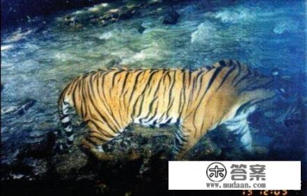 现在野外很少看到华南虎了，能不能用东北虎和华南虎杂交然后放归自然来达到繁衍华南虎的目的？