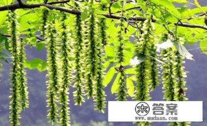 哪些树是古人眼里的吉祥树?