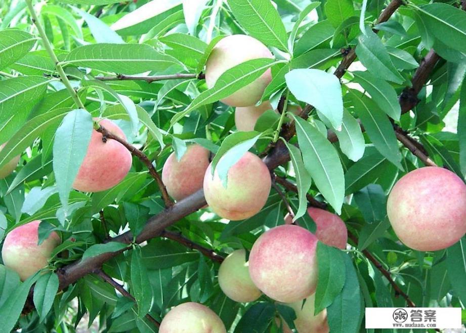 哪些树是古人眼里的吉祥树？