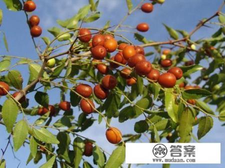 哪些树是古人眼里的吉祥树？