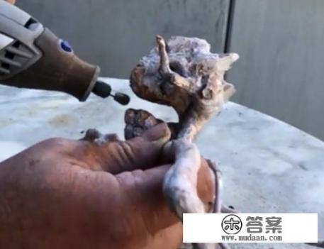 罗汉松的寓意和象征?