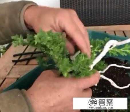 罗汉松的寓意和象征？