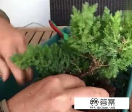 罗汉松的寓意和象征？