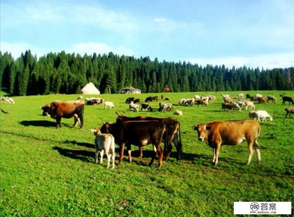 想去内蒙古大草原游玩，哪里更好？有要注意的事项吗？